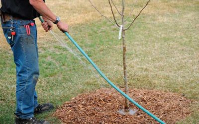 Watering Tips – How to Water Your Plants, Shrubs, and Trees To Keep Them Looking Their Best…