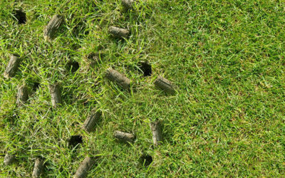 When and Why You Should Aerate Your Lawn at Least Once a Year. See Video…