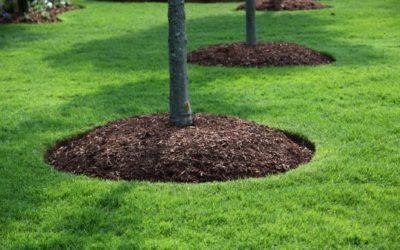 Summer Landscaping Tips To Help You Have the Best Possible Trees, Shrubs, Flowers, and Lawn…