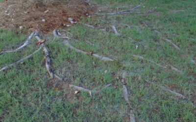 Landscaping Tips – How To Fix Exposed Tree Roots…