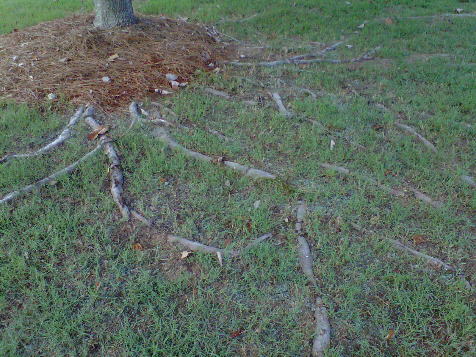 Landscaping Tips – How To Fix Exposed Tree Roots…