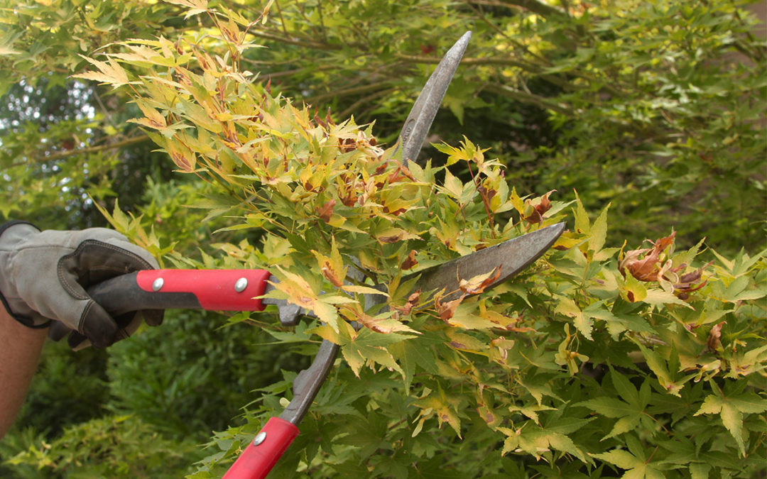 Landscaping Tips – Everything You Need to Know About Tree, Shrub, and Bush Pruning…