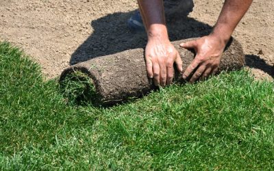 The Remarkable Benefits of Using Sod in Your Yard…